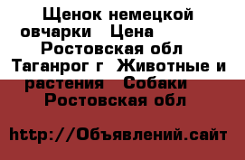 Щенок немецкой овчарки › Цена ­ 8 000 - Ростовская обл., Таганрог г. Животные и растения » Собаки   . Ростовская обл.